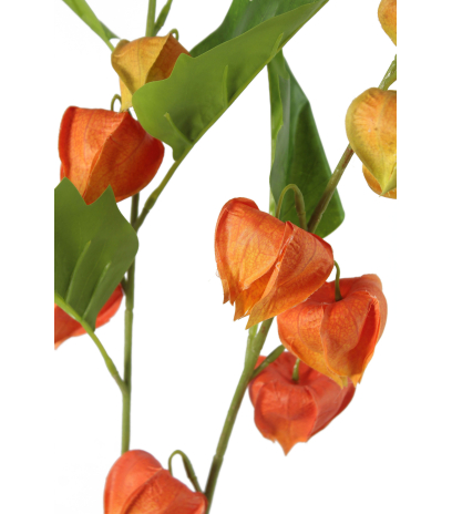 Physalis artificiel