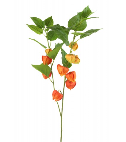 Physalis artificiel