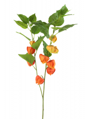 Physalis artificiel