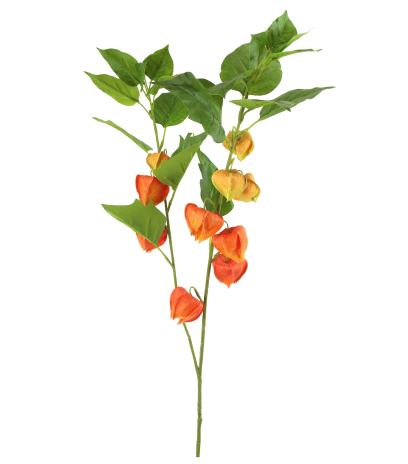 Physalis artificiel