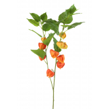 Physalis artificiel