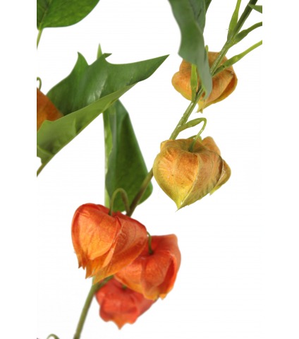 Physalis artificiel