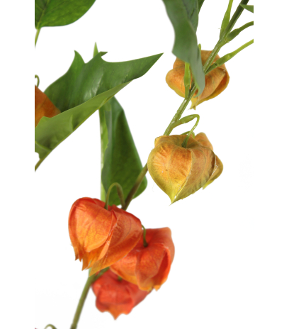 Physalis artificiel