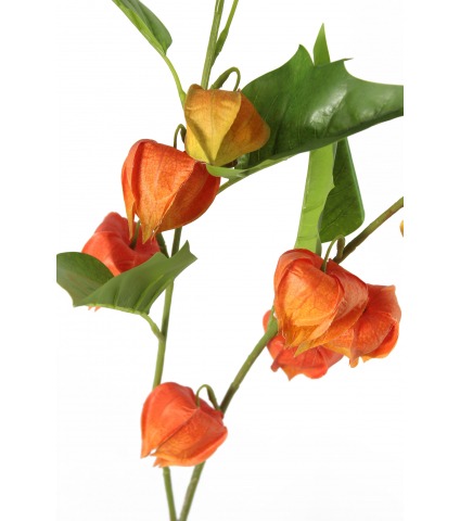 Physalis artificiel