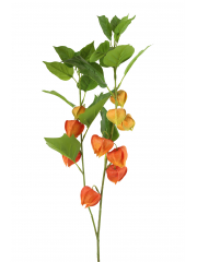 Physalis artificiel