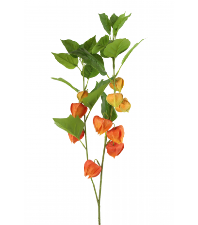 Physalis artificiel