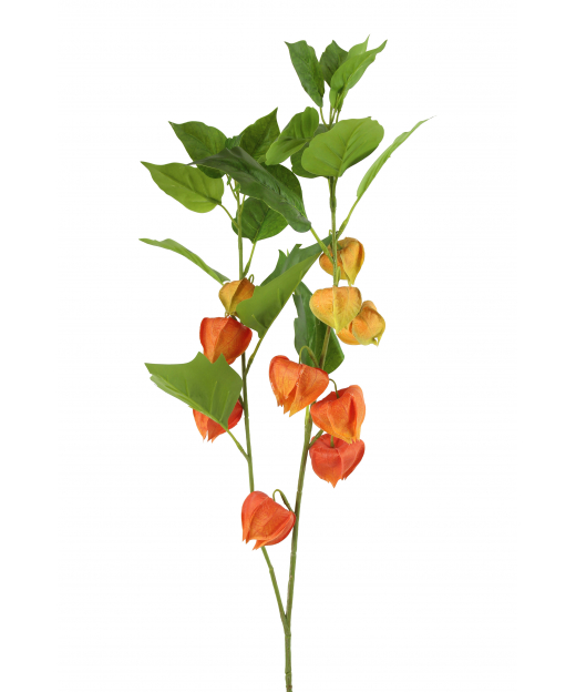 Physalis artificiel