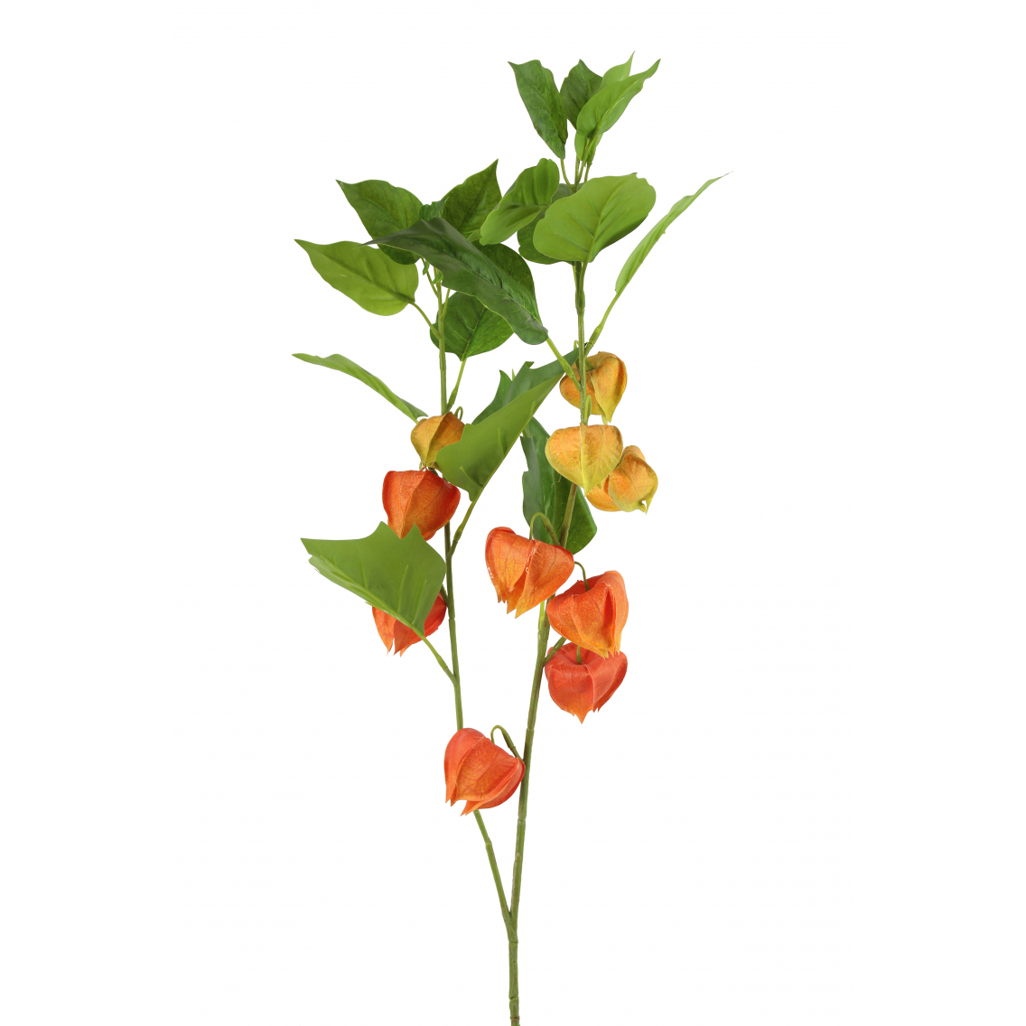 Physalis artificiel