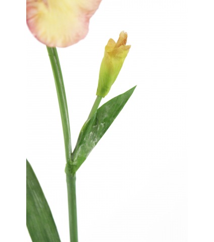 Iris crème artificiel