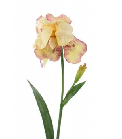 Iris crème artificiel