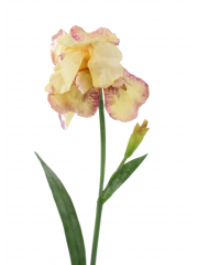 Iris crème artificiel