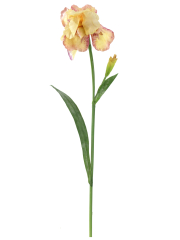 Iris crème artificiel