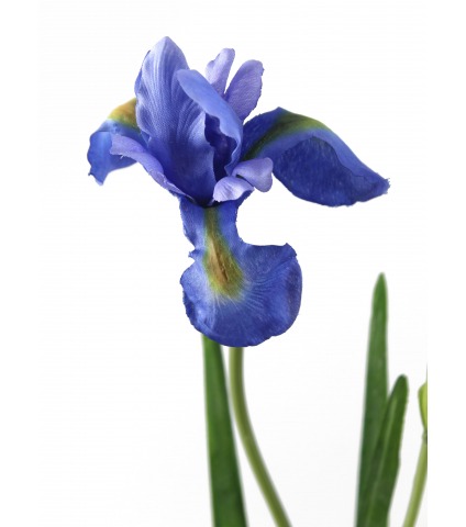 Iris artificiel bleu