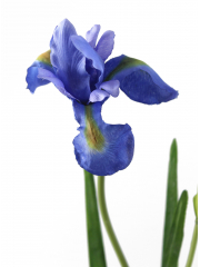 Iris artificiel bleu