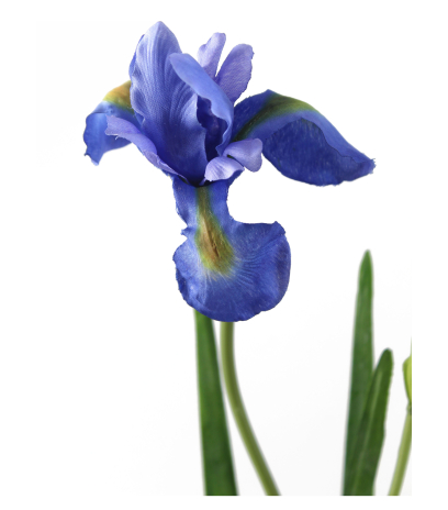 Iris artificiel bleu