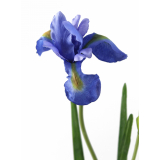 Iris artificiel bleu