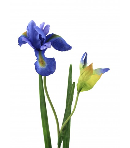 Iris artificiel bleu