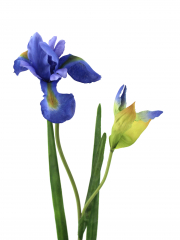 Iris artificiel bleu