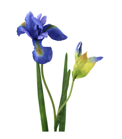 Iris artificiel bleu