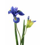 Iris artificiel bleu