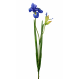 Iris artificiel bleu