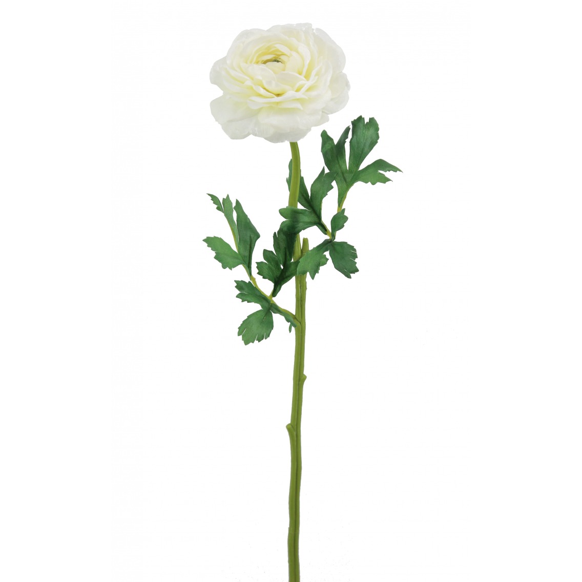 Renoncule artificielle blanche Renoncule artificielle blanche
