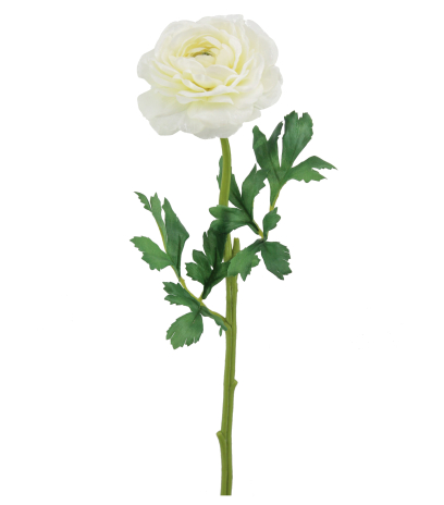 Renoncule artificielle blanche