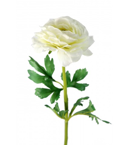 Renoncule artificielle blanche