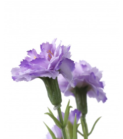 Œillet artificiel mauve