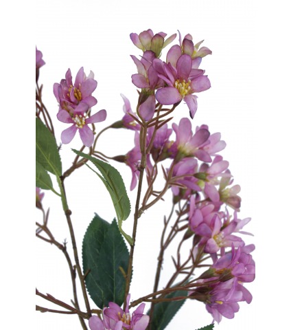 Hohéria mauve artificielle