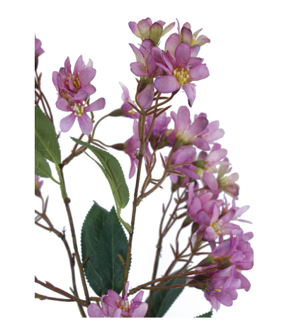 Hohéria mauve artificielle