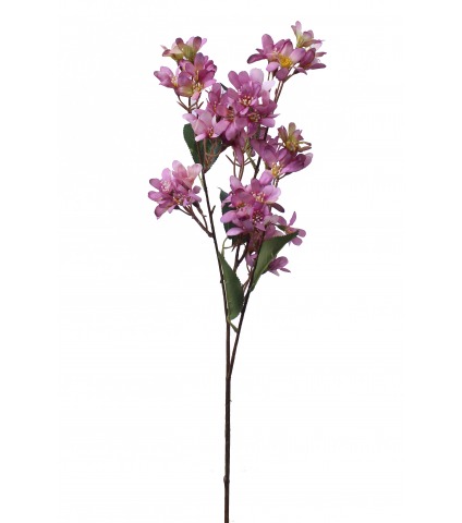 Hohéria mauve artificielle