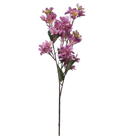 Hohéria mauve artificielle