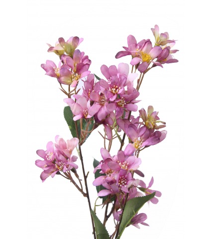 Hohéria mauve artificielle