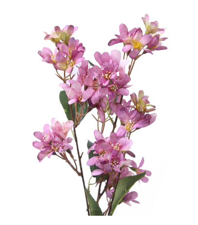 Hohéria mauve artificielle