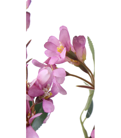 Hohéria mauve artificielle