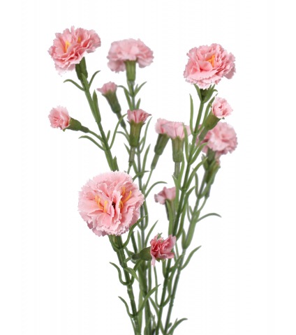 Œillet rose artificiel