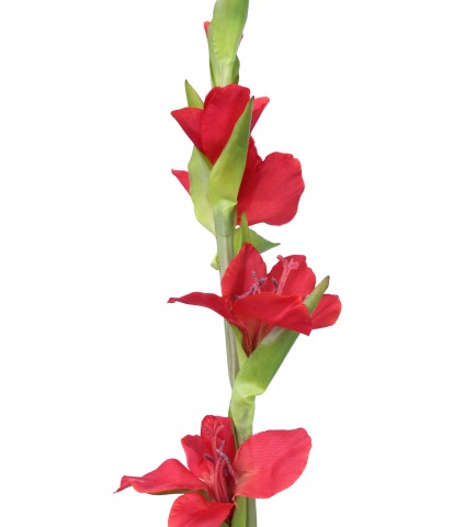 Tige de glaieul artificiel rouge
