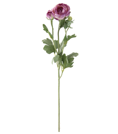 Renoncule artificielle mauve