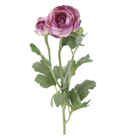 Renoncule artificielle mauve