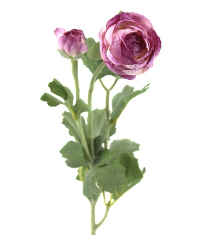 Renoncule artificielle mauve