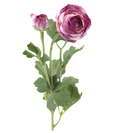 Renoncule artificielle mauve