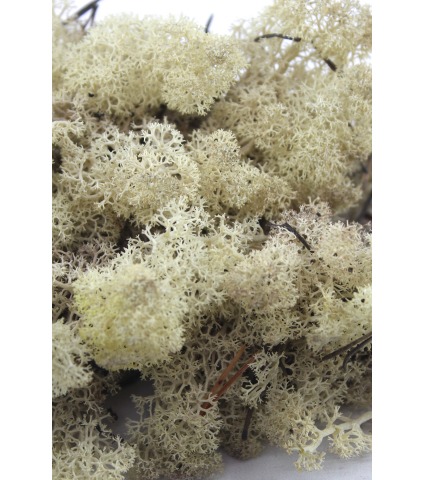 Mousse de lichen blanchie