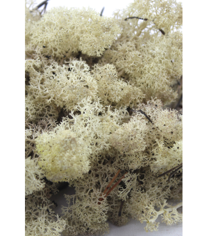 Mousse de lichen blanchie