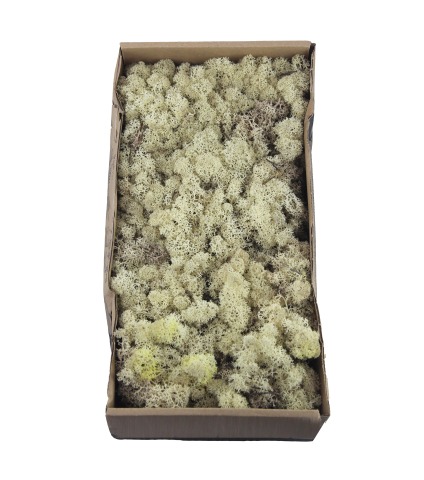 Mousse de lichen blanchie