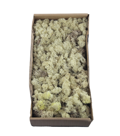 Mousse de lichen blanchie
