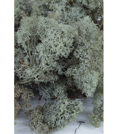Mousse de lichen stabilisé gris