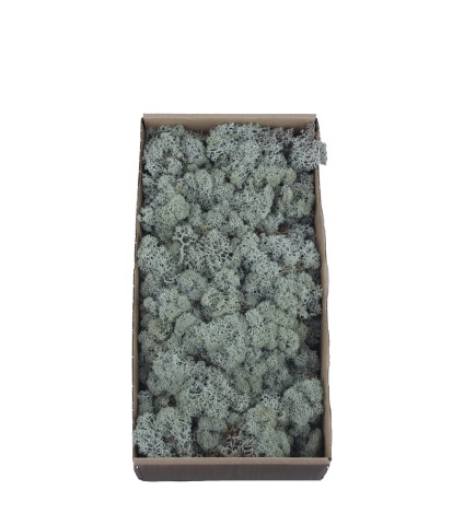 Mousse de lichen stabilisé gris