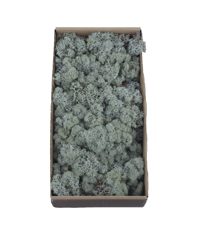 Mousse de lichen stabilisé gris