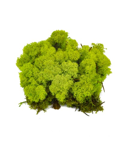 Mousse végétale stabilisée vert pomme